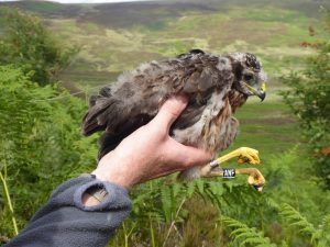 A young female Hen Harrier, Macha, satellite tagged in 2022