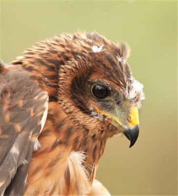 5758.0284.hen-harrier-tarras