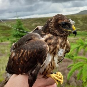 A young satellite tagged Hen Harrier, Charlie