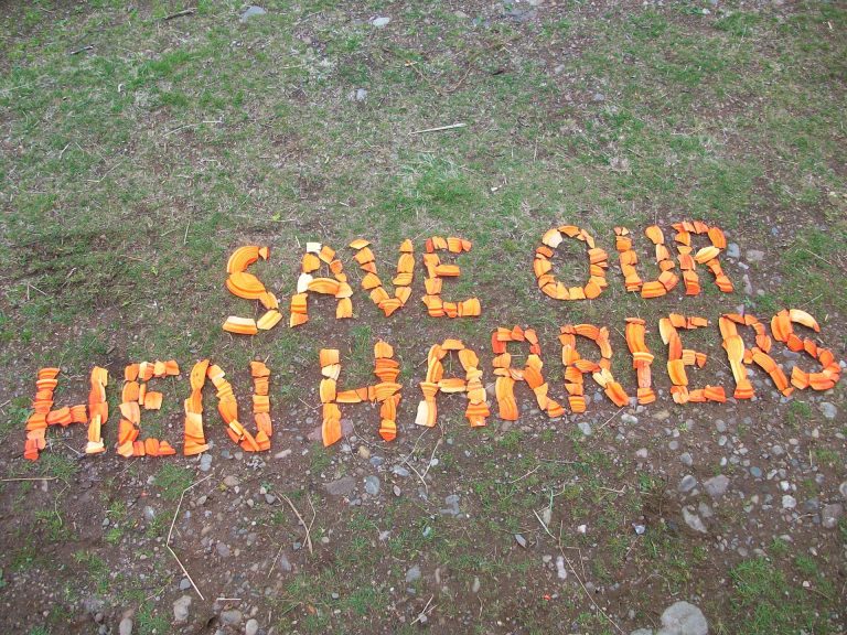 Save our Hen Harriers