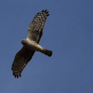 female-hen-harrier-in-flight--abby-mcsherry-sm