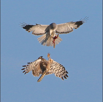 Hen Harriers making a mid-air food pass