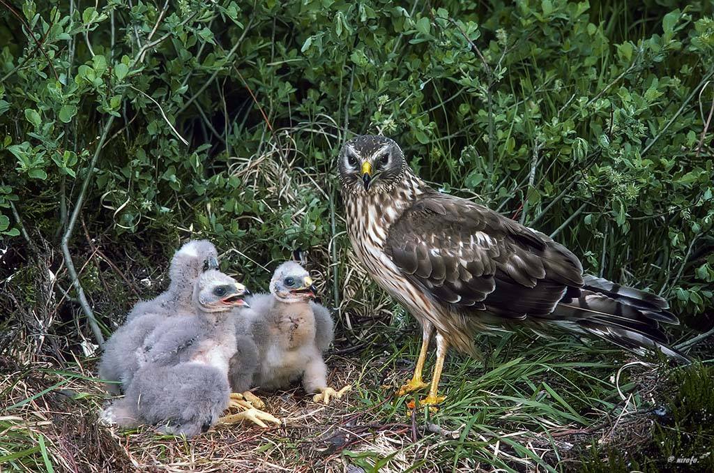 Hen Harrier with chicks, image by Rod Foster