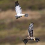 Male and female Hen Harriers (photo by Keith Offord)