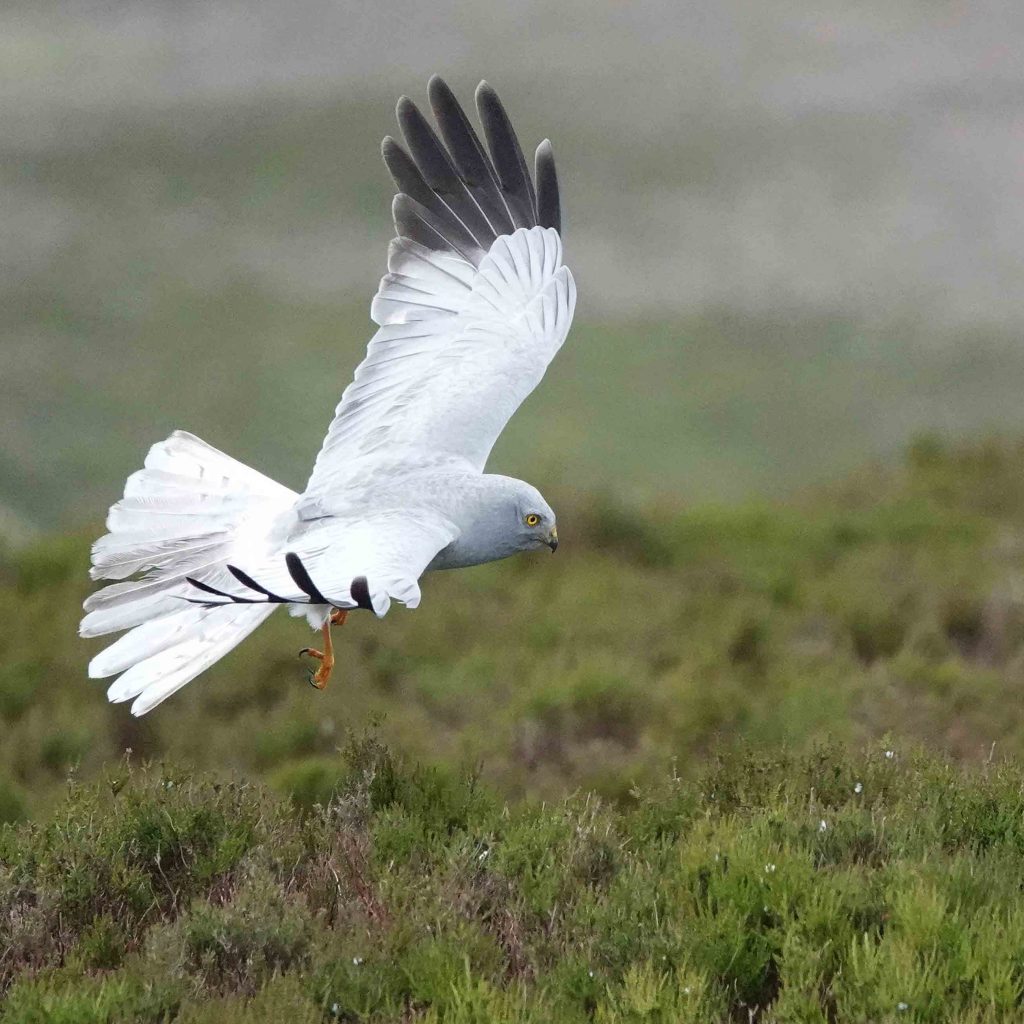 A male Hen Harrier in flight, courtesy of Keith Offord