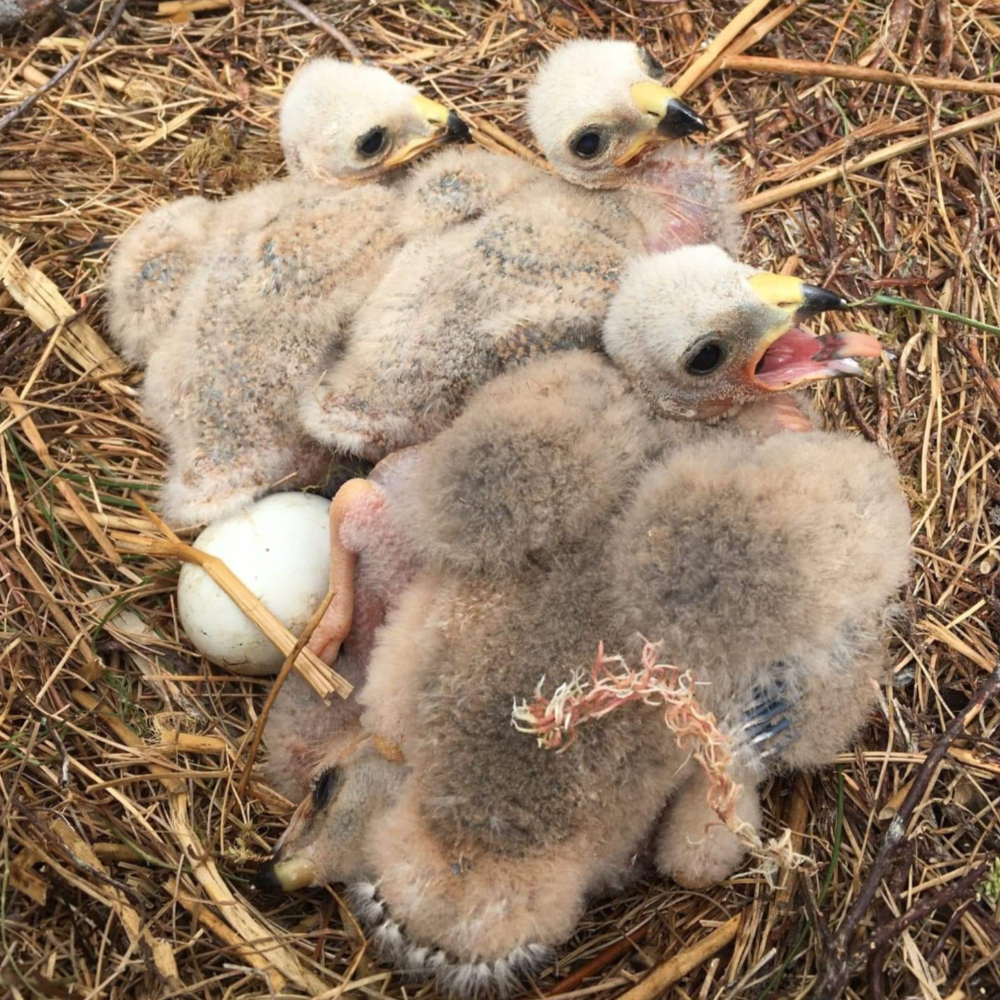 Young Hen Harrier chicks on the nest