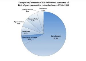 Raptor persecution - Hen Harrier Day