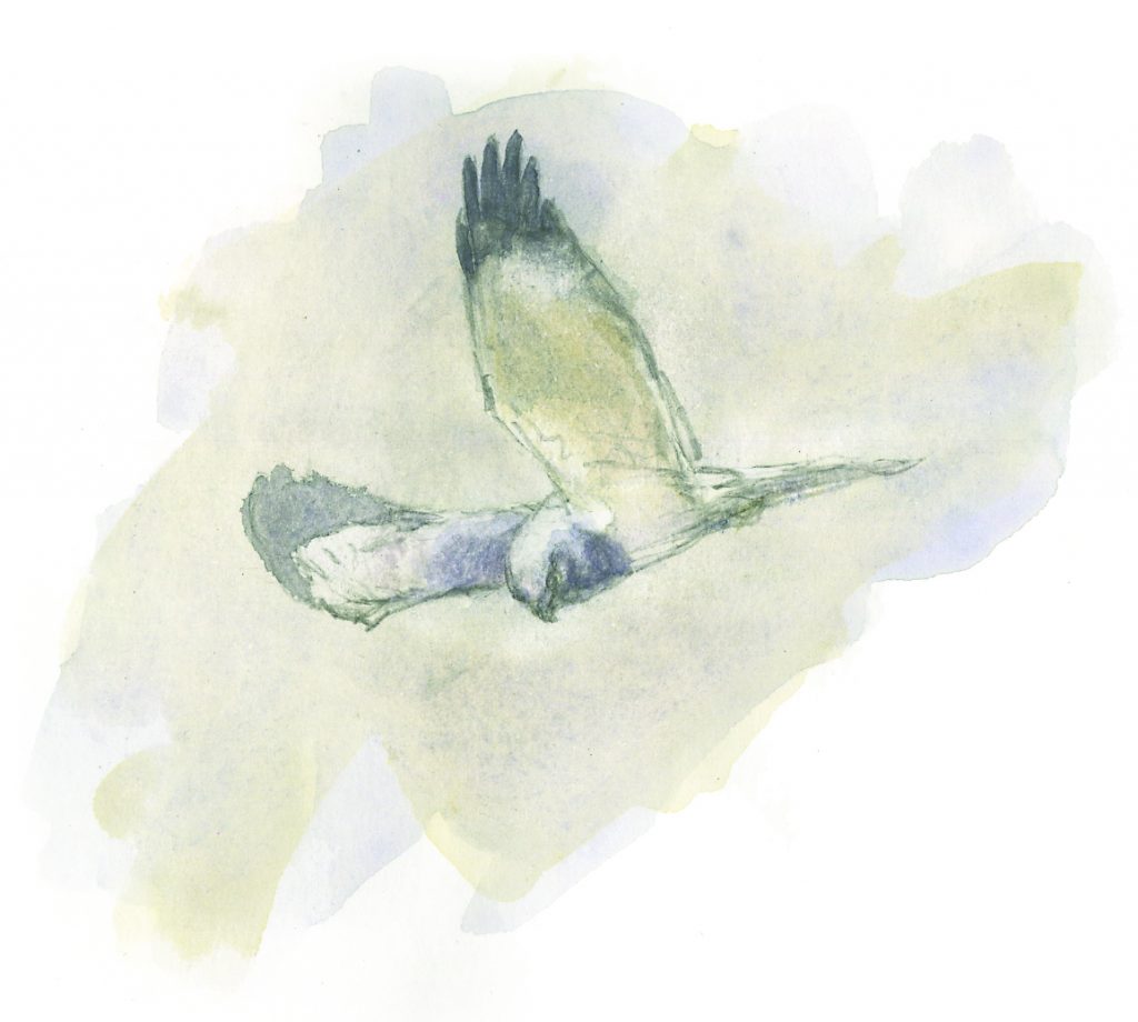 Illustration of a male Hen Harrier in flight, by Dan Powell
