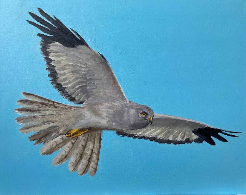 Male Hen Harrier Painted by Ian Brown