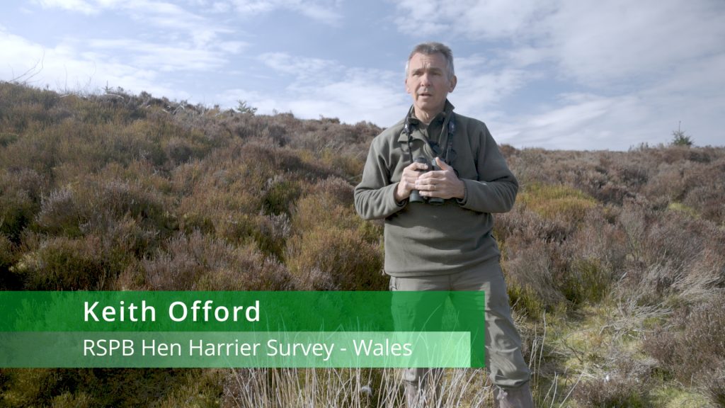 Hen Harrier Survey field worker Keith Offord in Wales