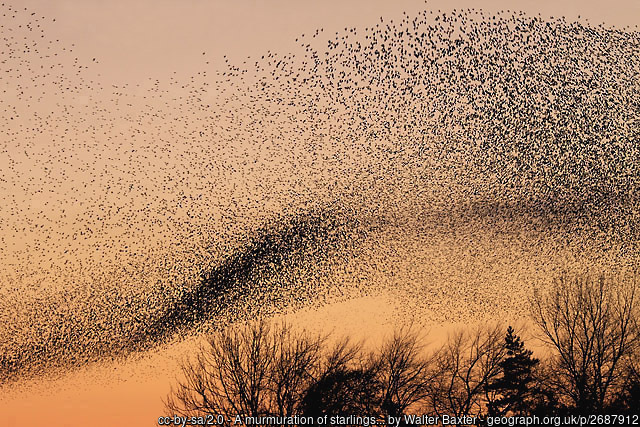 Starling Murmuration over Gretna, by Walter Baxter