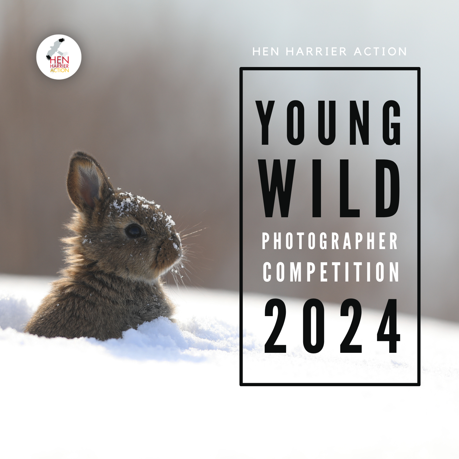 Young Wild Photographer Bunny