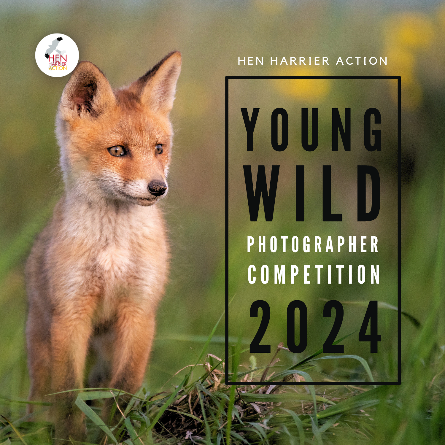 Young Wild Photographer poster with fox cub