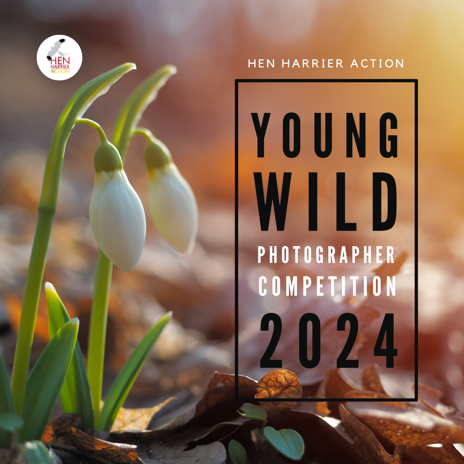 Young Wild Photographer Snowdrops