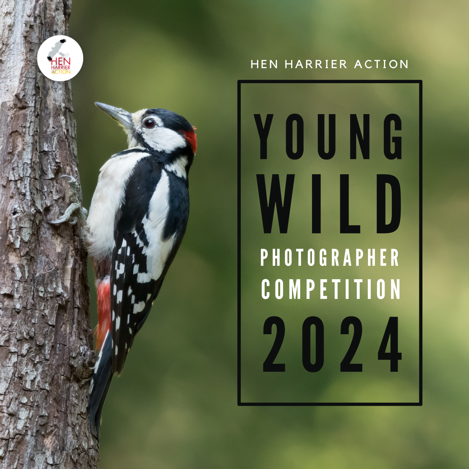 Young Wild Photographer competition poster with Great Spotted Woodpecker