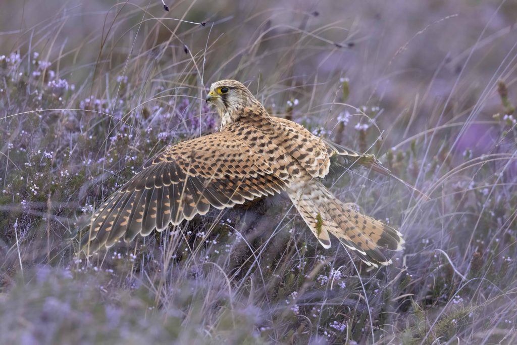 Kestrel photo by Richard Birchett