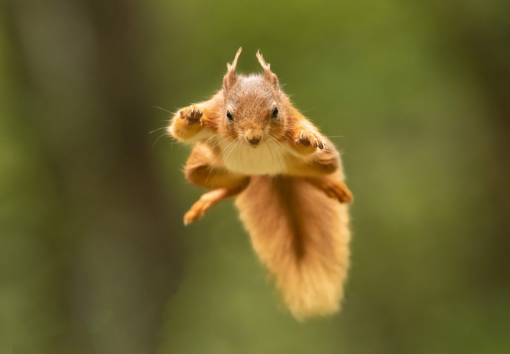 Red Squirrel photo by Richard Birchett