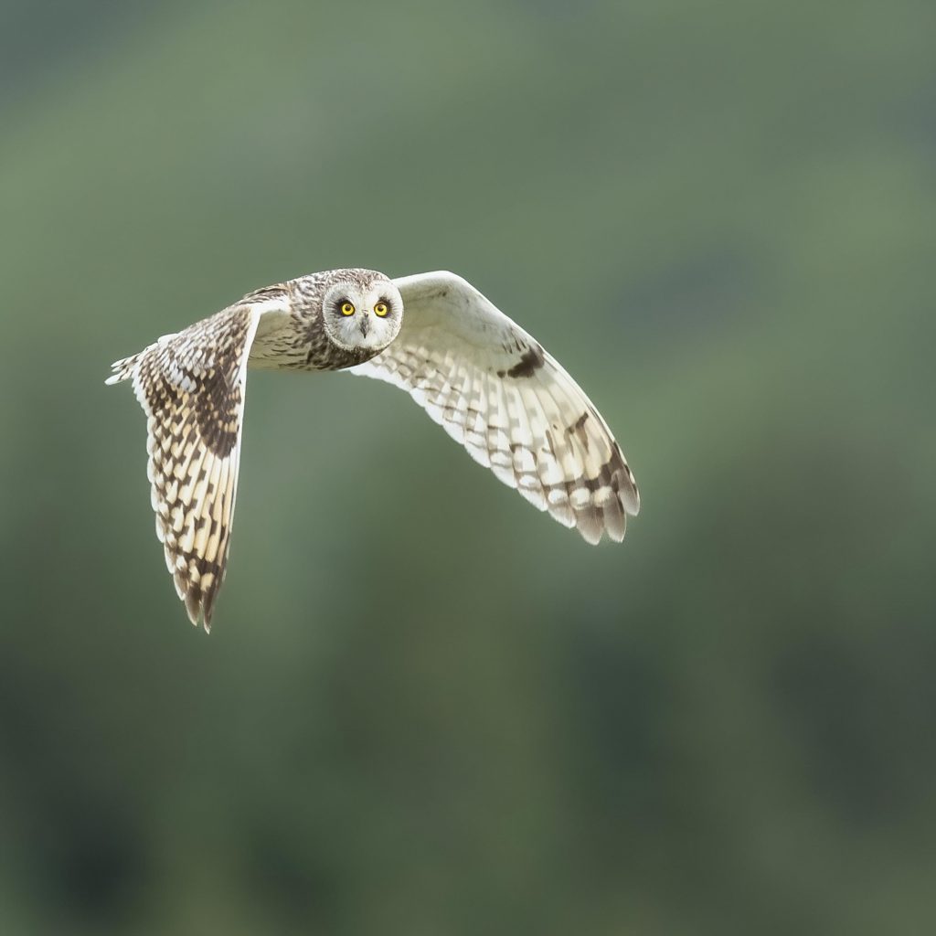 Short-eared Owl photo by Richard Birchett