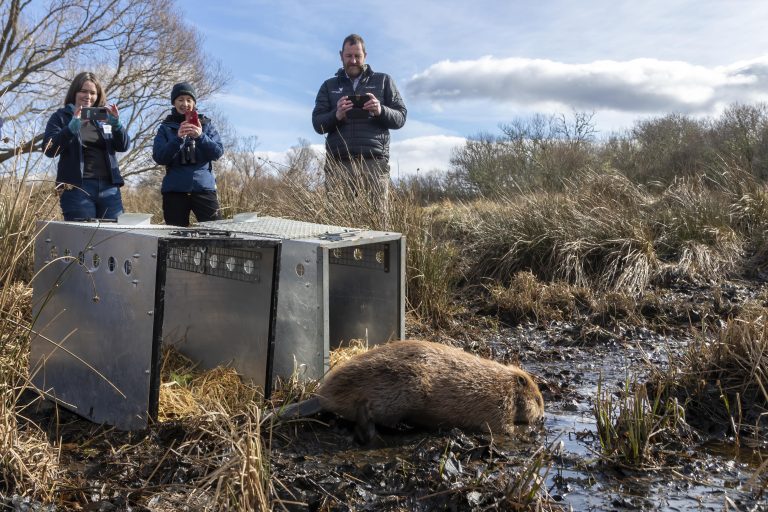 Juvenile Eurasian Beaver being released at Insh Marshes