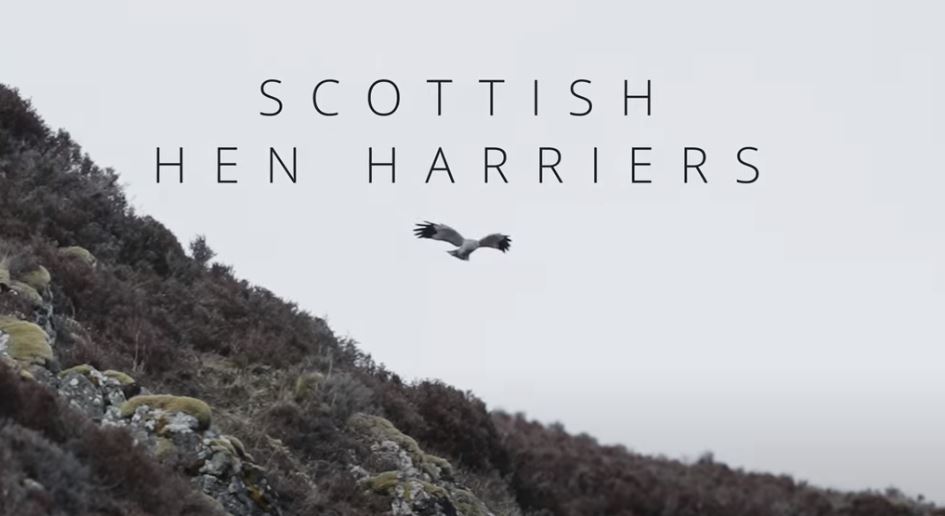 Richard Birchett's Film of Hen Harriers in Scotland