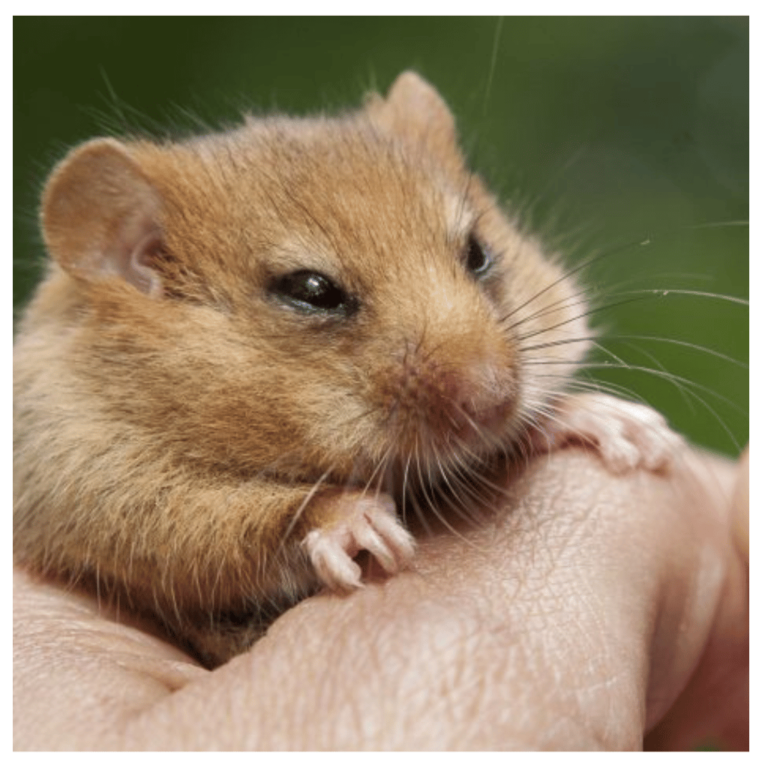 A Hazel Dormouse in the hand