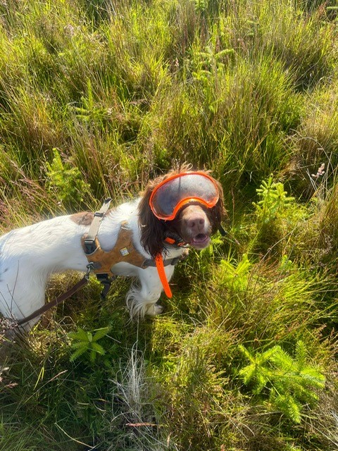 Image of wildlife crime detection dog Twist