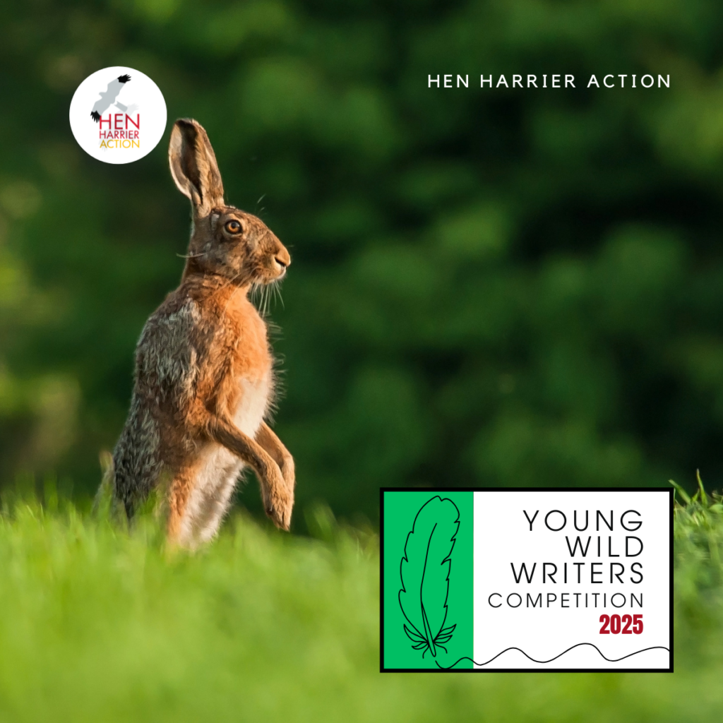 Brown Hare in field with Young Wild Writers competition logo