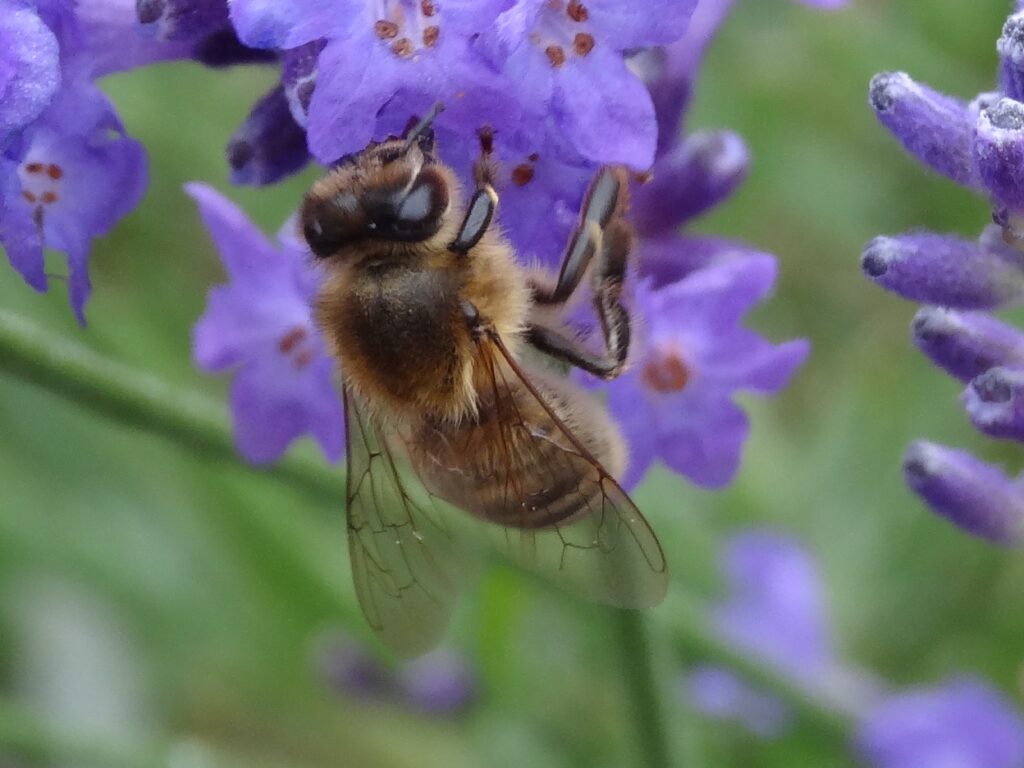 The Pollinator, photo by Arran Fulton