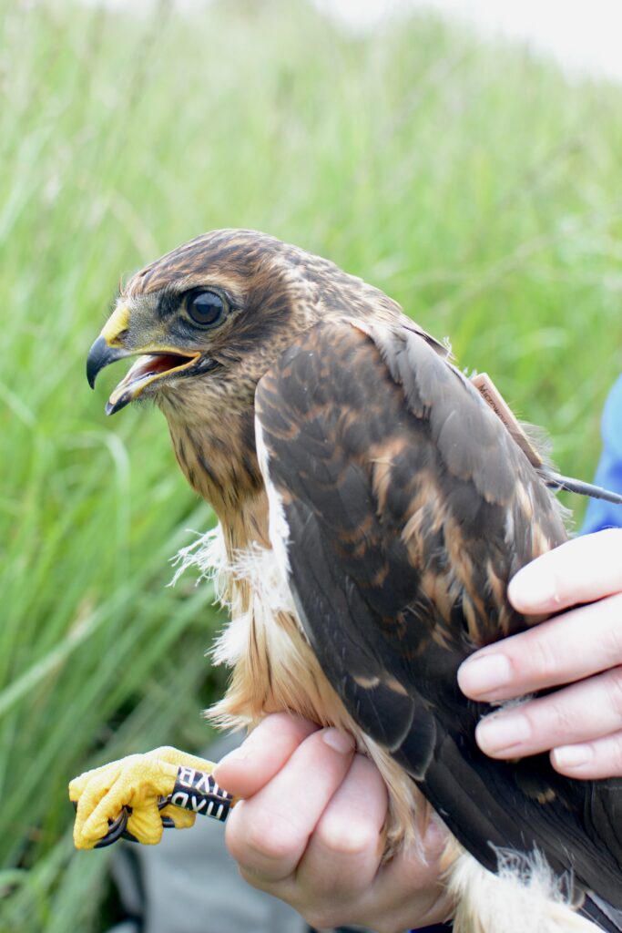 Henrietta, a satellite tagged young female Hen Harrier born on the Tarras Valley Nature Reserve