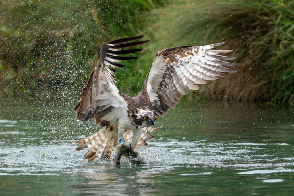 What a Catch, photo by Jack Brackley