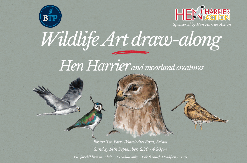 Poster featuring drawing of Hen Harrier and promoting a draw along event in Bristol