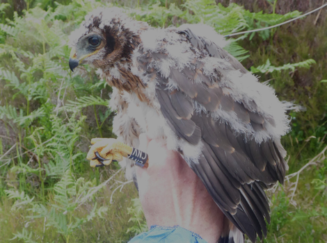 Adar, tagged in 2024 in Wales