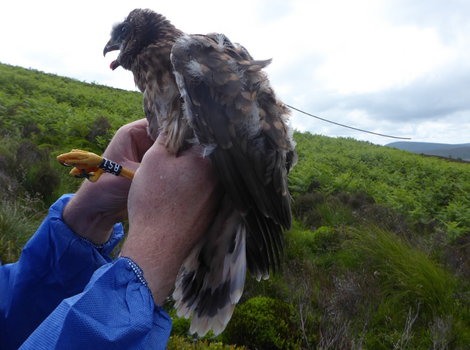 Binbeal, tagged in 2024 in the Forest of Bowland