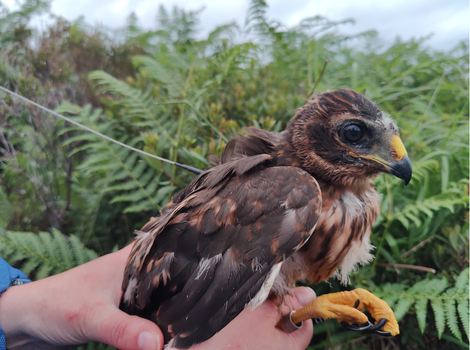 Clara, tagged in 2025 on Colonsay, Hebrides