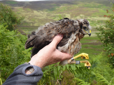 Macha, tagged in 2022 in Northern England