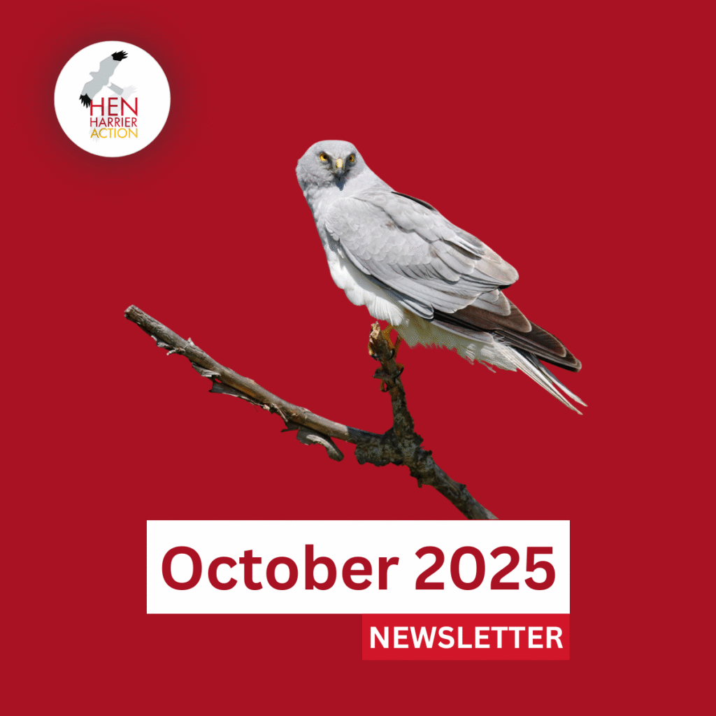 Perched male Hen Harrier for October 2025 Newsletter