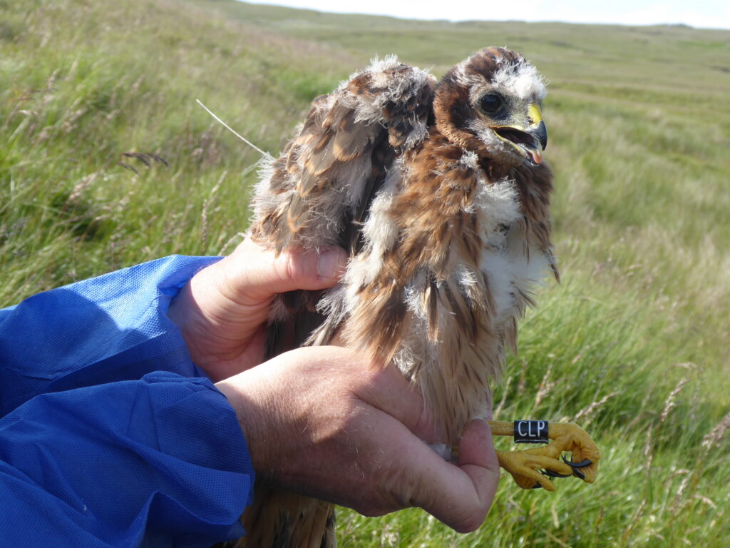 Young Hen Harrier Named Sita, with Satellite Tag