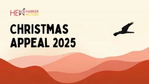 Hen Harrier Action Christmas Appeal 2025 Illustration