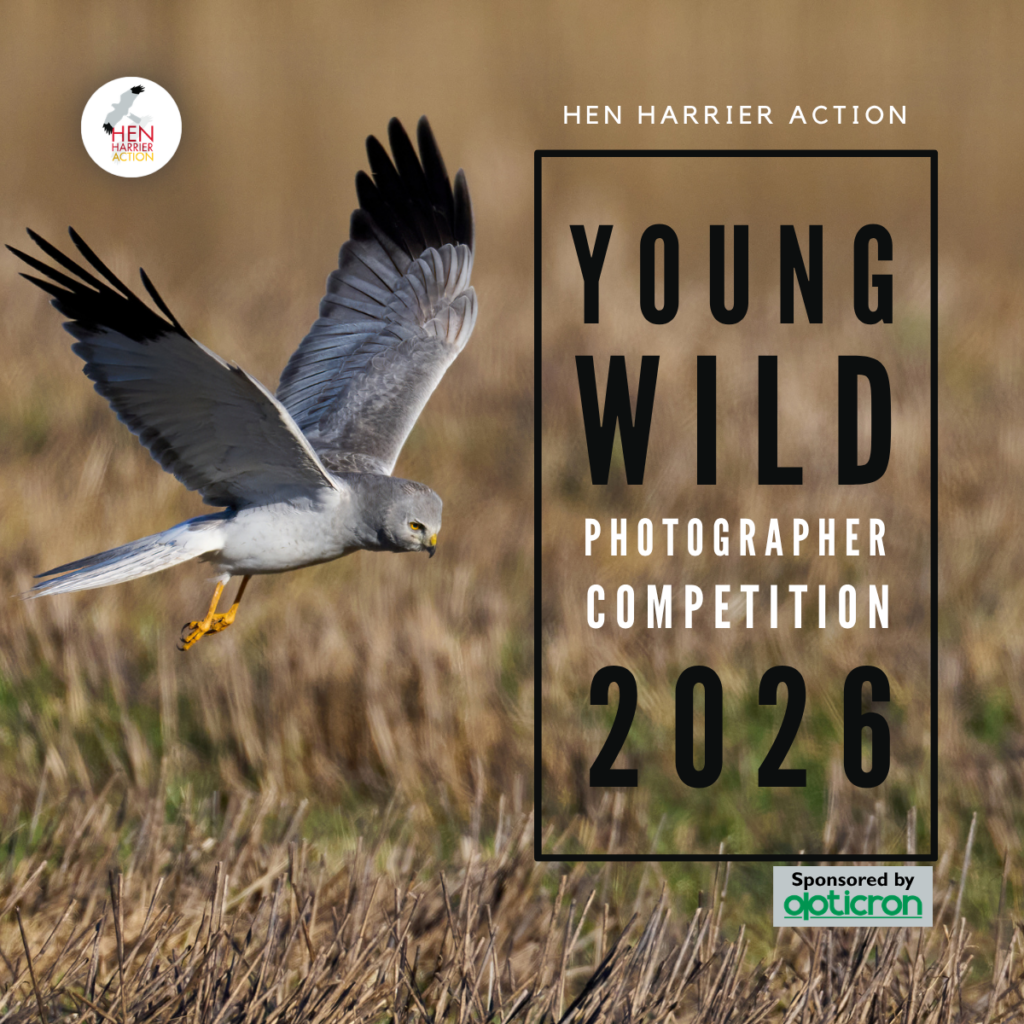 Young Wild Photographer competition logo with male Hen Harrier in flight
