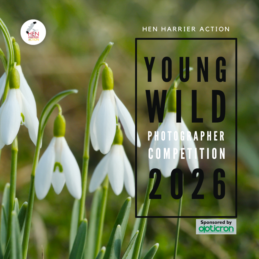 Young Wild Photographer logo with snowdrops