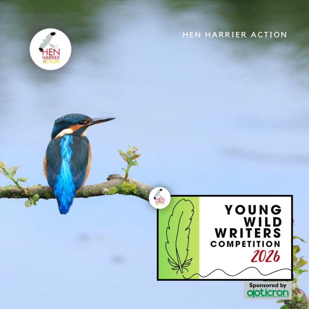 Kingfisher on a branch with Young Wild Writers competition logo