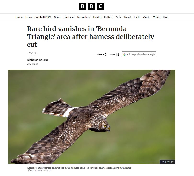 BBC News article about missing Hen Harrier in Wales