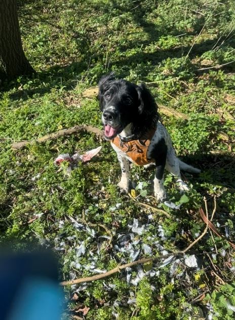 Wildlife crime detection dog Henry with bird remains