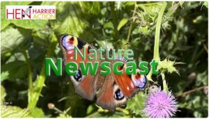 Nature Newscast headline over background of Peacock butterfly