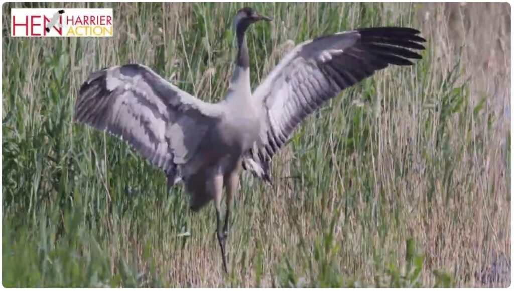 A Common Crane stretches its wings