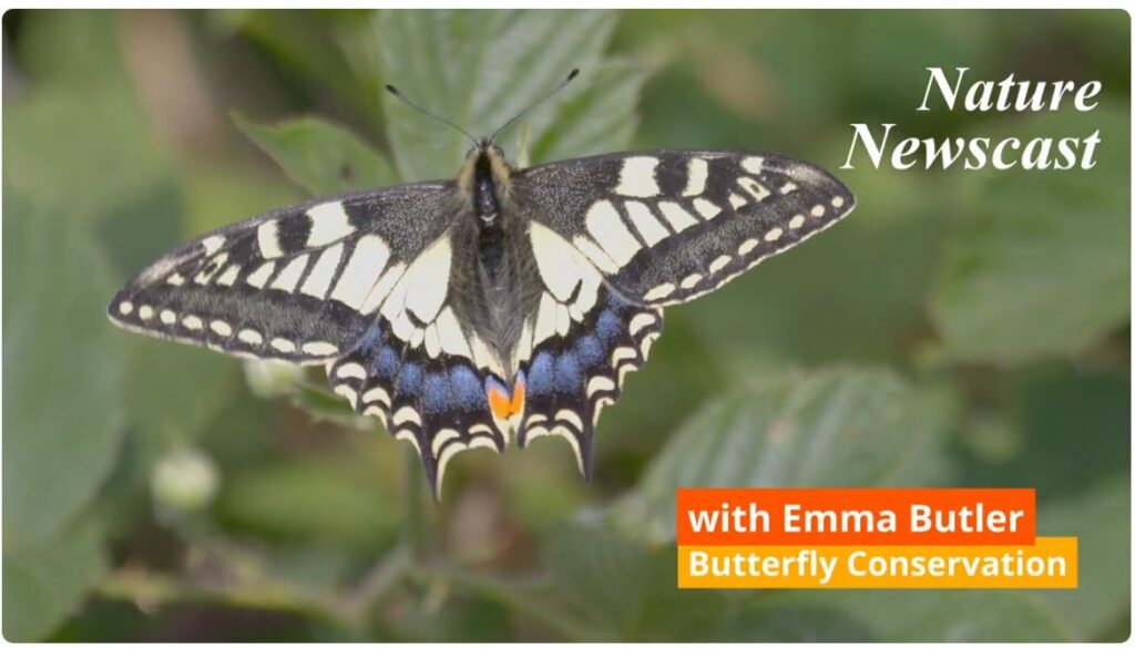 Swallowtail butterfly