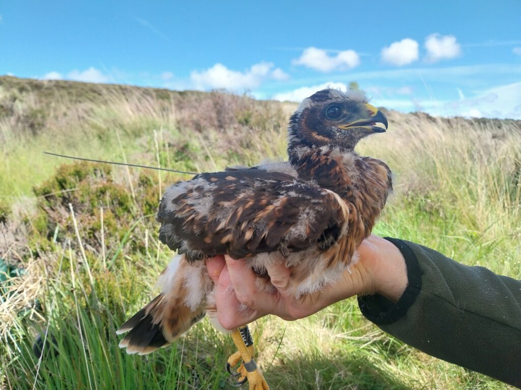 Fledgling Hen Harrier Eleanor with satellite tag