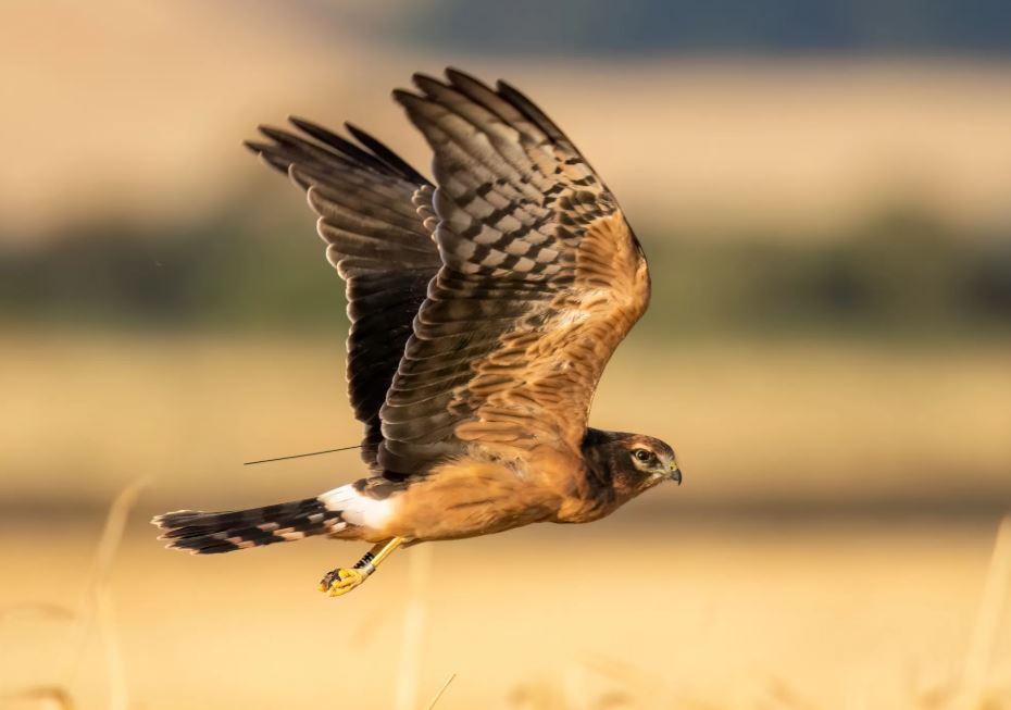 Fledgling Montagu's Harrier HV in flight
