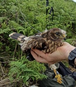 Fledgling Hen Harrier Hyperon with satellite tag
