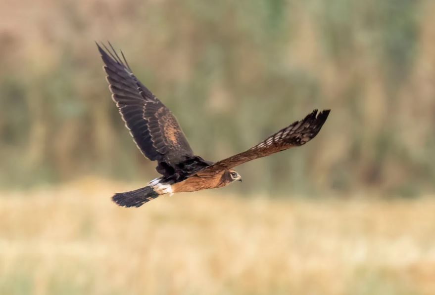 Juvenile Montagu's Harrier FH in flight